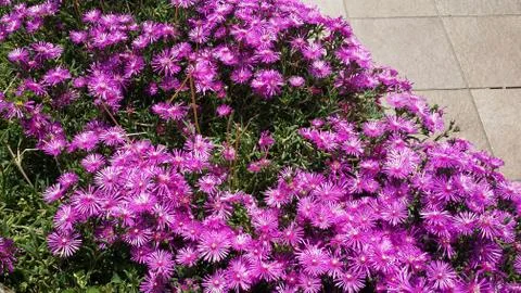Violet flowers Foto stock