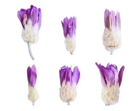 Violet flowers Fotos de archivo