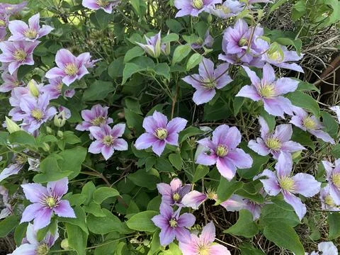 Violet Flowers Stock Photos
