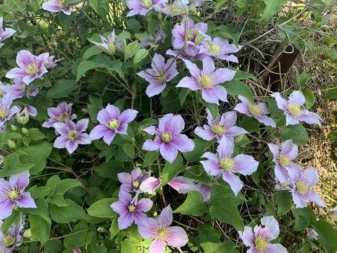 Violet Flowers Stock Photos
