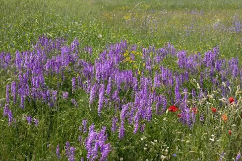 Violet flowers Stock Photos