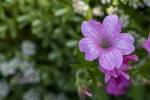 Violet Flowers  Stock Photos