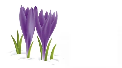 Violet flowers in the snow Stock Footage 230487743