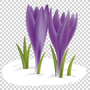 Violet flowers in the snow Stock Illustration