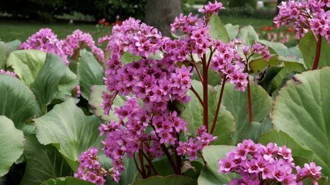 Violet flowers at spring Video stock 75189503