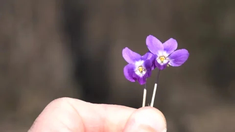 Violet flowers in spring orchard. Breathtaking nature scenery. Stock Footage 332119397