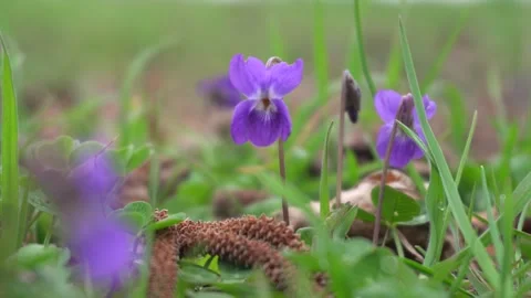 Violet flowers in spring orchard. Breathtaking nature scenery. Stock Footage 332165428