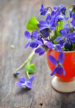 Violet flowers of spring on weeden table Free Stock Photos