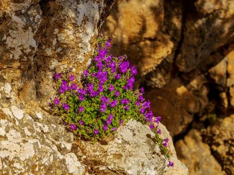 Violet flowers on stone Stock Photos