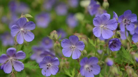 Violet flowers in summer Stock Footage 60664947
