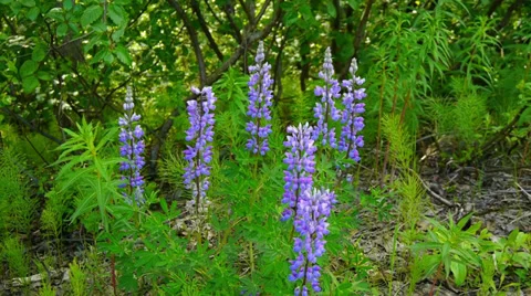 Violet Flowers Sway in Wind 2 Stock Footage 37394881