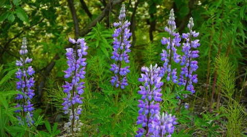 Violet Flowers Sway in Wind Stock Footage 37395473