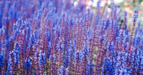 Violet flowers swaying in the wind Stock Footage 134178326