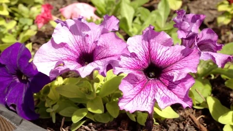 Violet flowers under wind Stock Footage 76641184