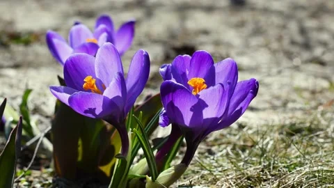 Violet flowers on the wind Stock Footage 134588274