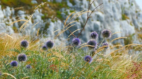 Violet flowers in wind in mountains Stock Footage 67628628