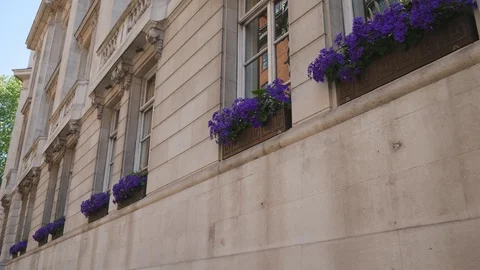 Violet flowers on the window sills of an old building. Stock Footage 107472453