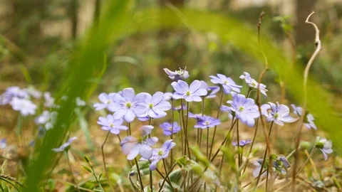 Violet flowwers in the forest Stock Footage 77809415