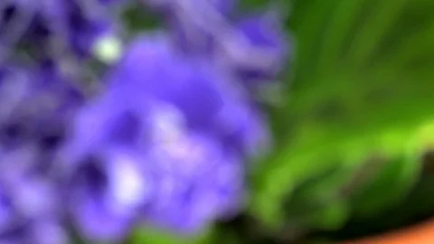 Violet Video stock 71942470