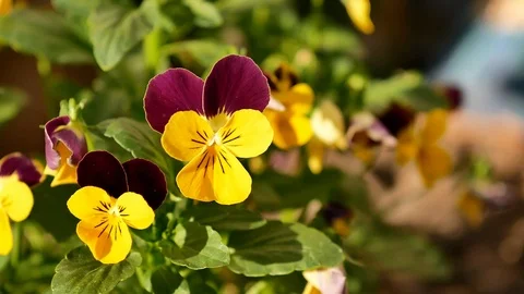 Violet Video stock 117247843