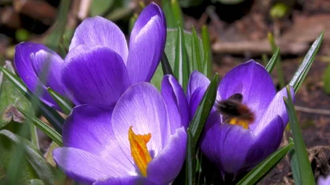 Violet Stock Footage 282427824