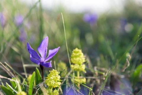 Violet forest flower closeup Stock Photos