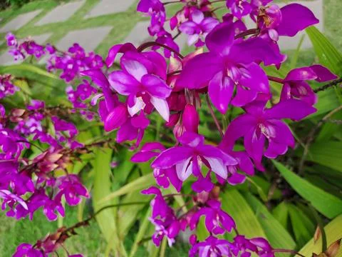 Violet garden Stock Photos