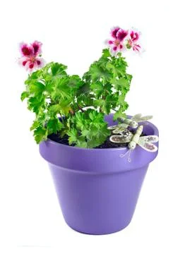 Violet geranium flower in a pot Stock Photos