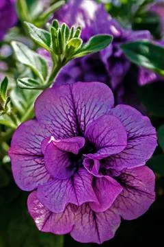 Violet geraniums 2 Stock Photos
