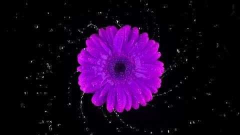 Violet gerbera flower spins surrounded by swirling water drops on black bac.. Stock Footage 327577381