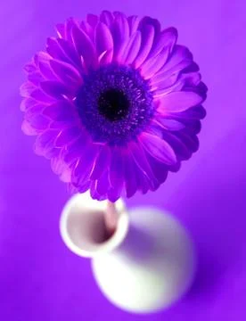 Violet gerbera on a violet background Stock Photos