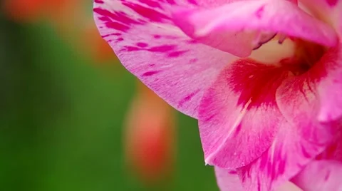 Violet gladiolus Stock-Footage 40540179