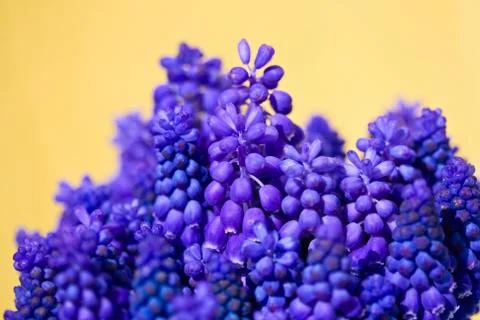 Violet grape hyacinth Stock Photos