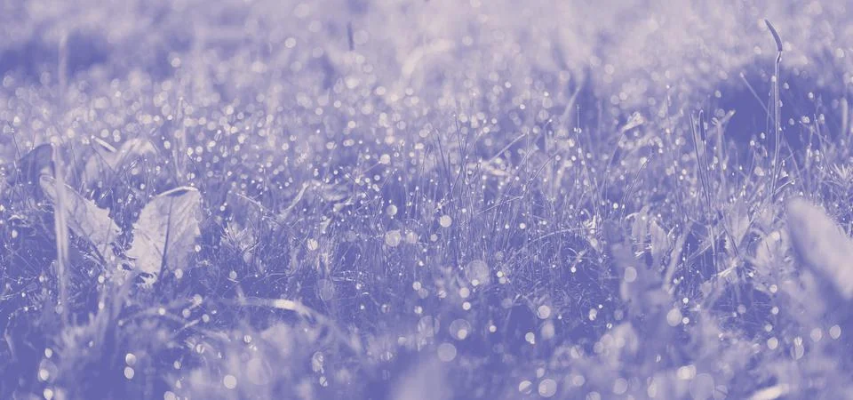 Violet grass background with blurred selective focus Stock Photos