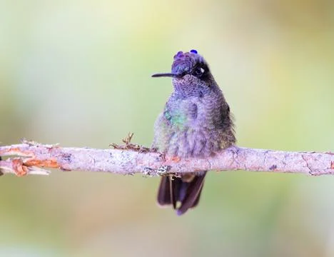 Violet Headed Hummingbird perched on a tree Stock Photos