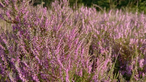 Violet heather shrub late summer early autumn at sunset. Stock Footage 219420152