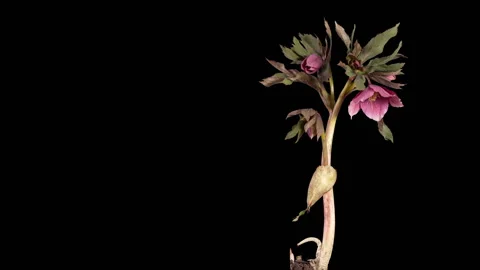 Violet hellebore bloom buds ALPHA matte, FULL HD (Helleborus Queen of the Nig Stock Footage 106323471