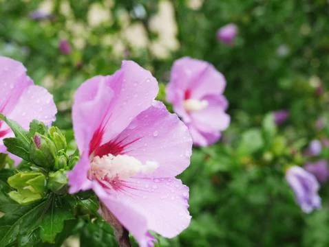 Violet hibiscus Stock Photos