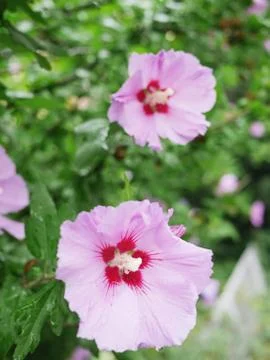 Violet hibiscus Stock Photos
