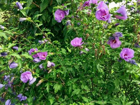 Violet hibiscus shrub Stock Photos