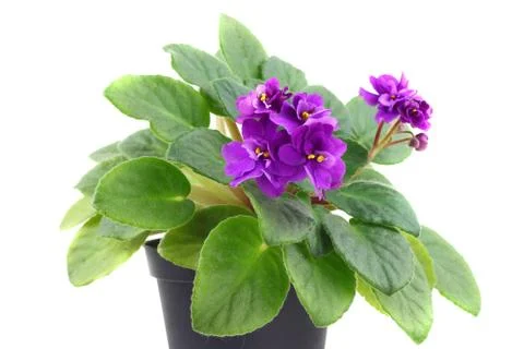 Violet houseplant Stock Photos
