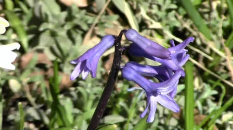 Violet hyacinth in early spring Stock Footage 22742146