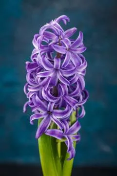 Violet hyacinth flower 写真素材