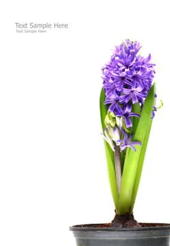 Violet hyacinth isolate on white background 写真素材