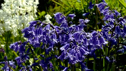 Violet Hyacinths Stock-Footage 138587182