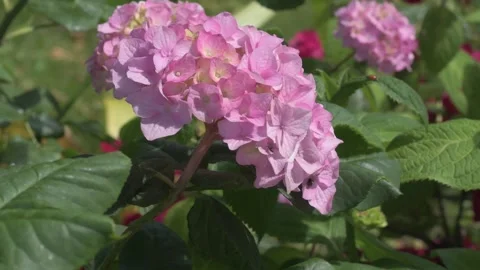 Violet hydrangea blossom in garden. close up footage Stock Footage 245585131