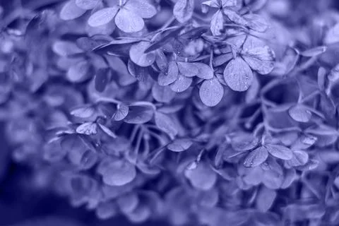 Violet hydrangea flower Stock Photos