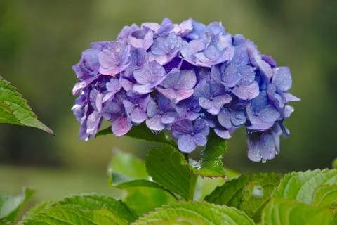 Violet hydrangea Stock Photos