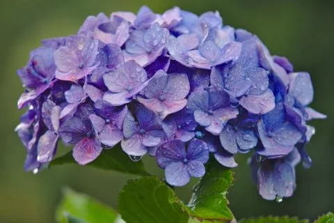 Violet hydrangea Stock Photos
