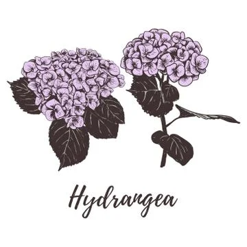 Violet hydrangea vector hand drawing. Stock Illustration